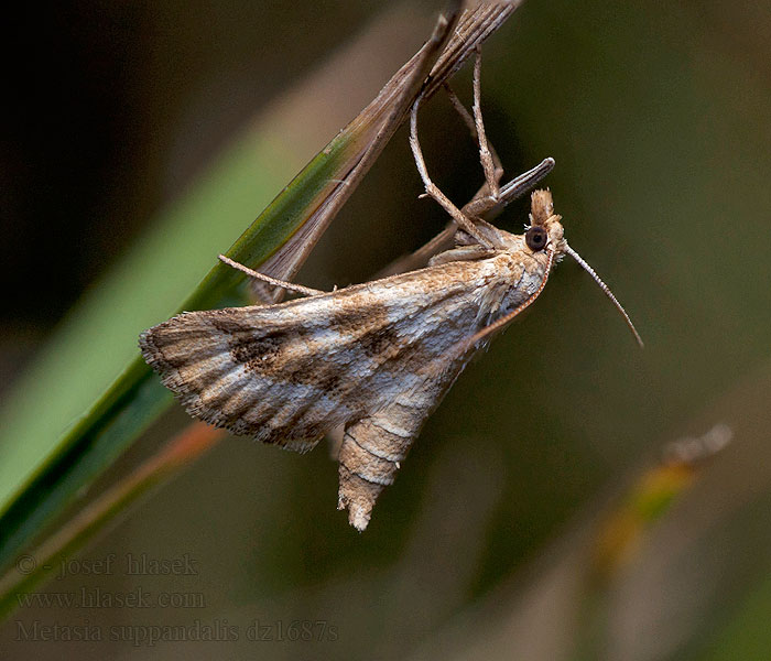 Metasia suppandalis