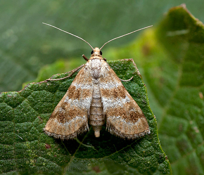 Metasia suppandalis Pyralis