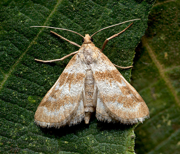 Metasia suppandalis