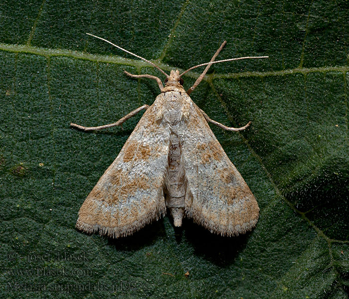 Metasia suppandalis