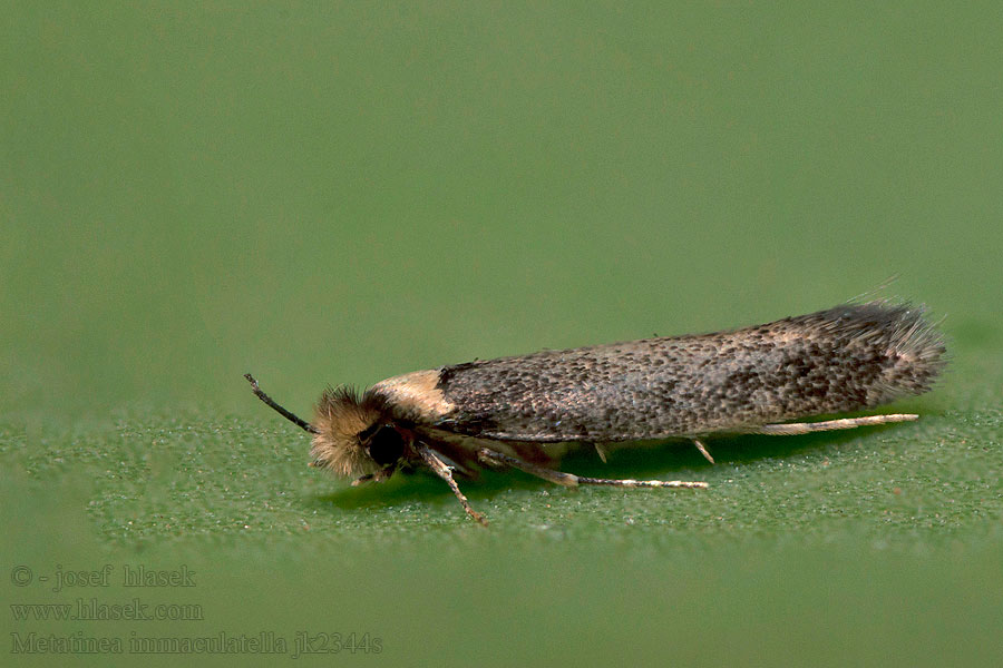 Metatinea immaculatella