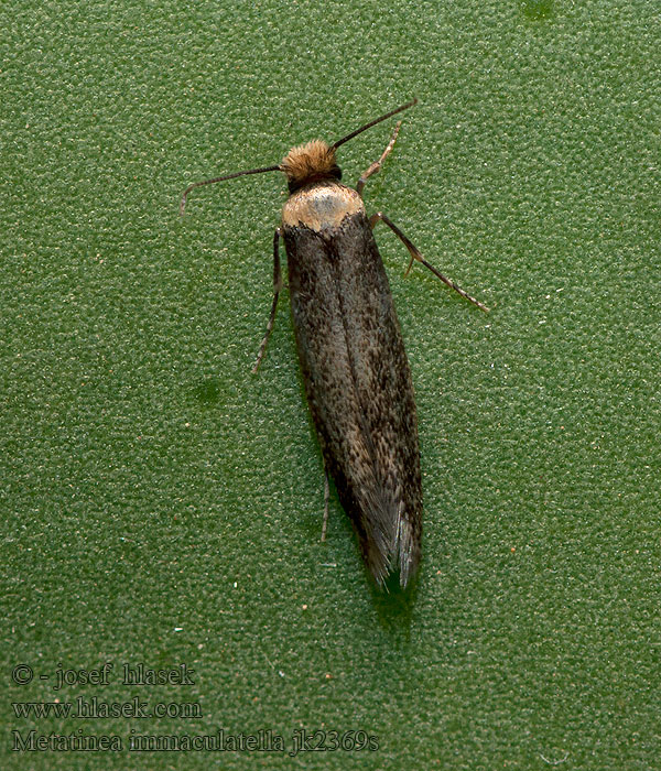Metatinea immaculatella