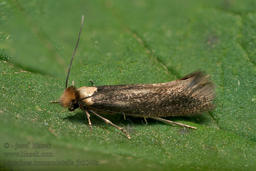 Metatinea immaculatella