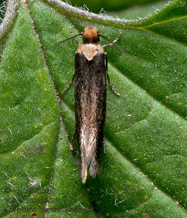 Metatinea immaculatella