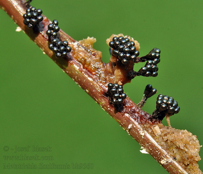 Metatrichia floriformis Vlasatka kvítkovitá Donkerbruin kelkpluisje