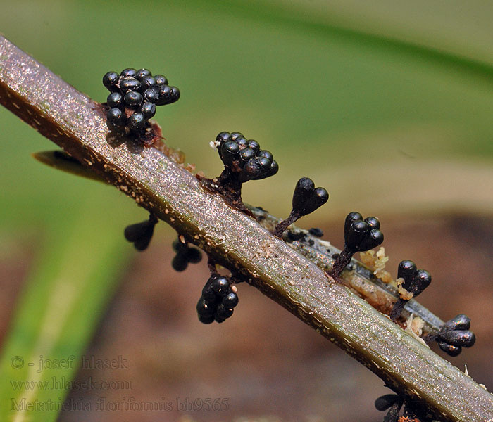 Metatrichia floriformis Vlasatka kvítkovitá Vosnatka Bukietek wysmukły