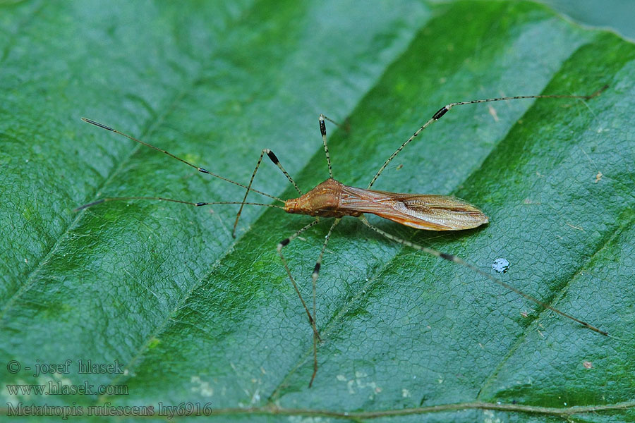 Metatropis rufescens Štíhlenka čarovníková