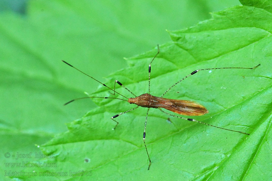 Metatropis rufescens Hexenkrautwanze Sonik tarczokolec Heksenkruidsteltwants