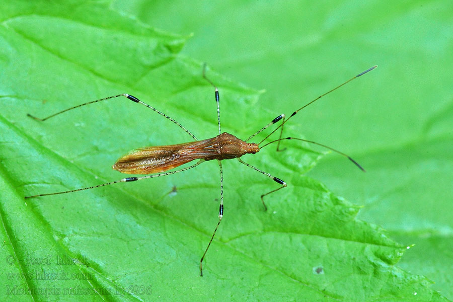 Štíhlenka čarovníková Hexenkrautwanze Metatropis rufescens