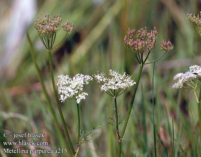 Metellina purpurea