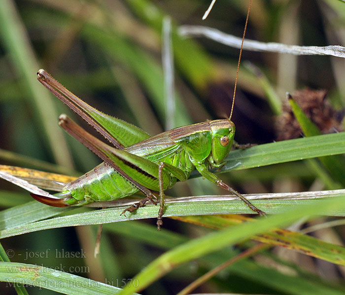 Metrioptera bicolor Kobylka dvoubarvá Zweifarbige Beißschrecke