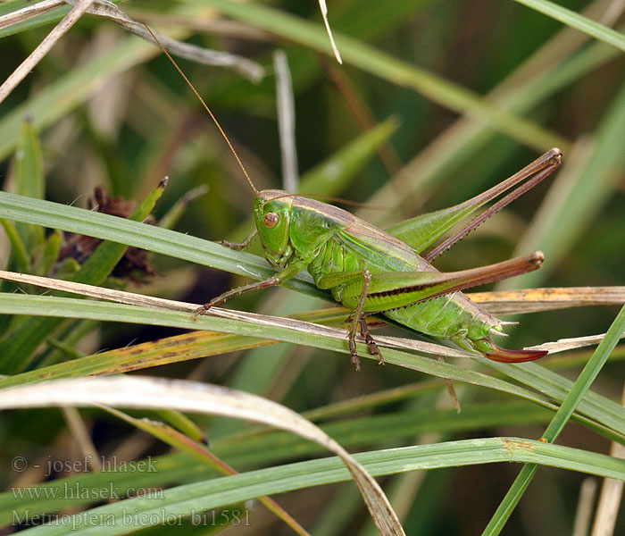 Coloured bush cricket Decticelle bicolore Lichtgroene Sabelsprinkhaan