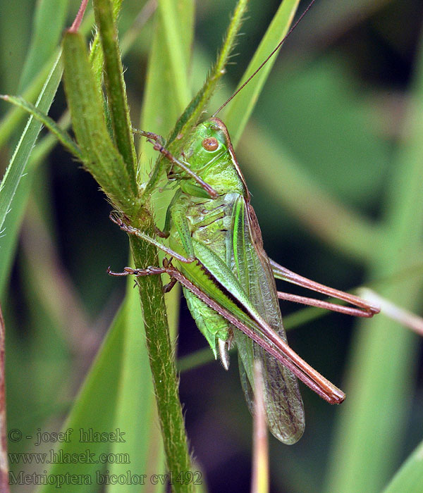 Kobylka dvoubarvá Metrioptera bicolor