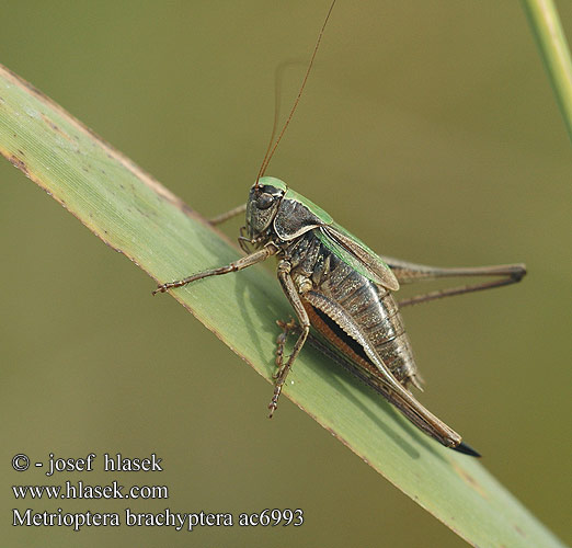 Metrioptera  brachyptera Bog Bush cricket Kurzflügelige Beißschrecke Decticelle bruyères Kobylka krátkokřídlá Hedegræshoppe Kanervatöpökatti Heidesabelsprinkhaan Скачок короткокрылый Kobylôčka krátkokrídla Ljungvårtbitare