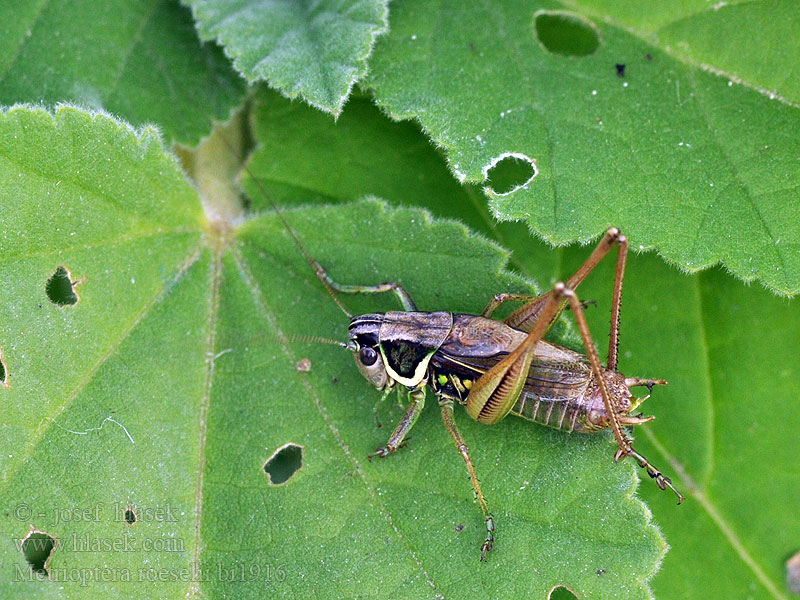 Metrioptera roeselii Kobylka luční Roesels Beißschrecke