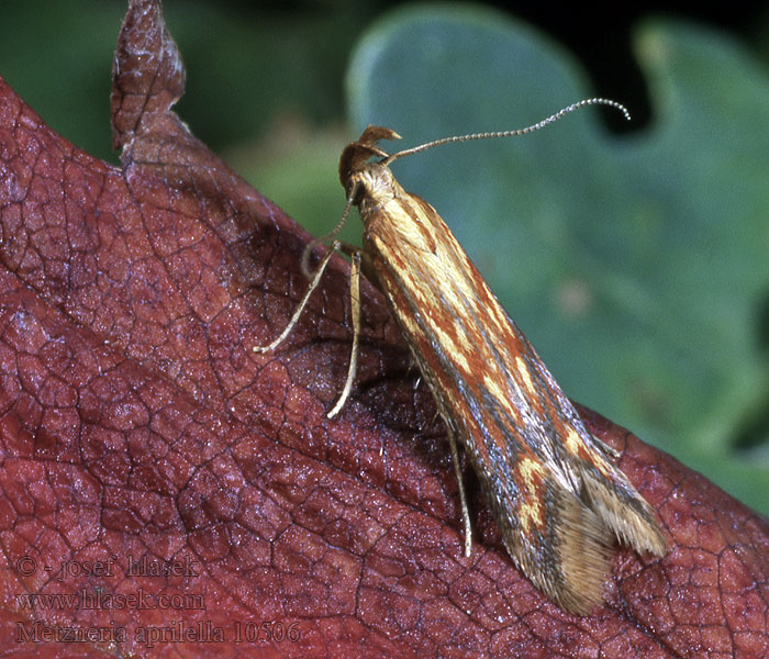 Metzneria aprilella Psota nevädzova Karmozijnrode distelpalpmot