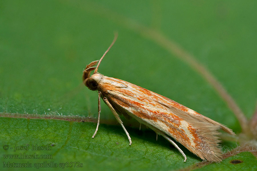 Metzneria aprilella