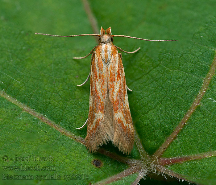 Metzneria aprilella