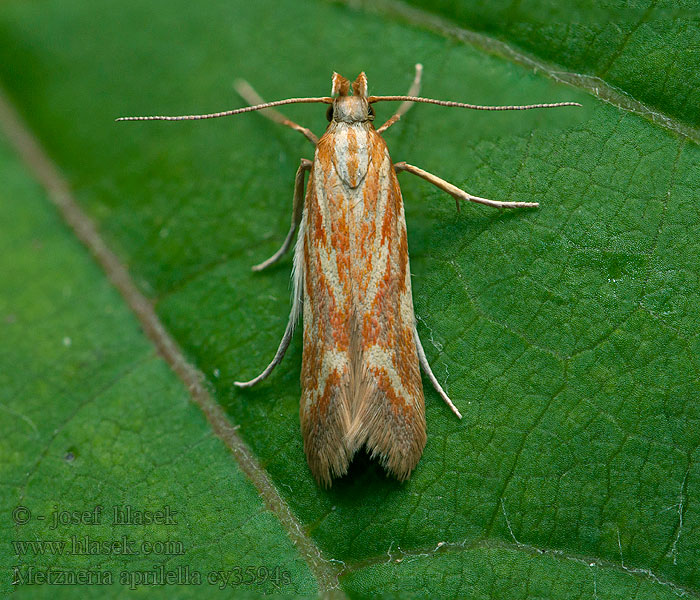 Metzneria aprilella