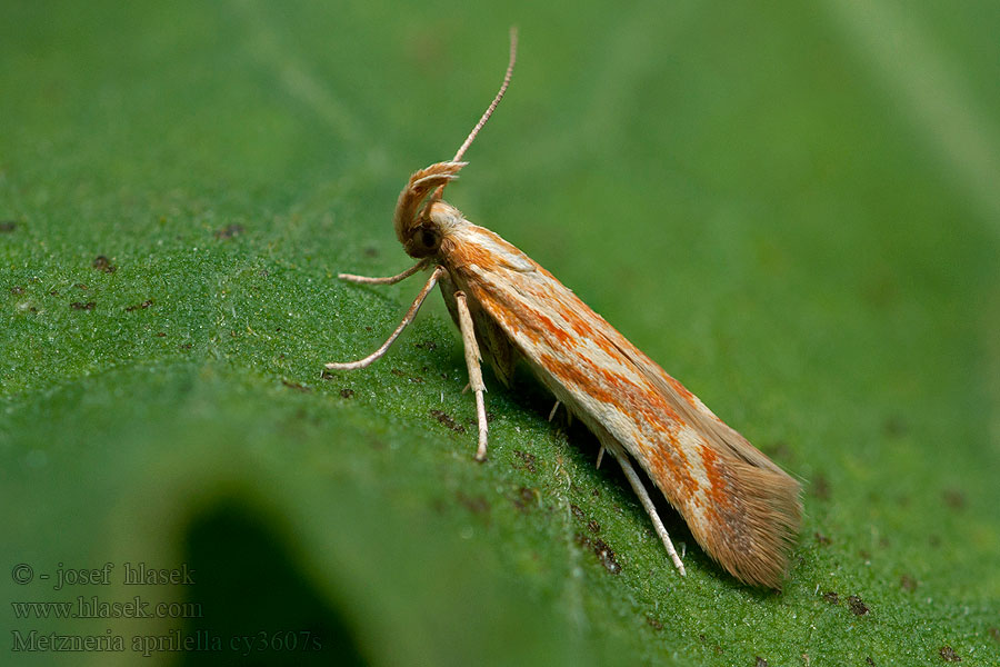 Metzneria aprilella