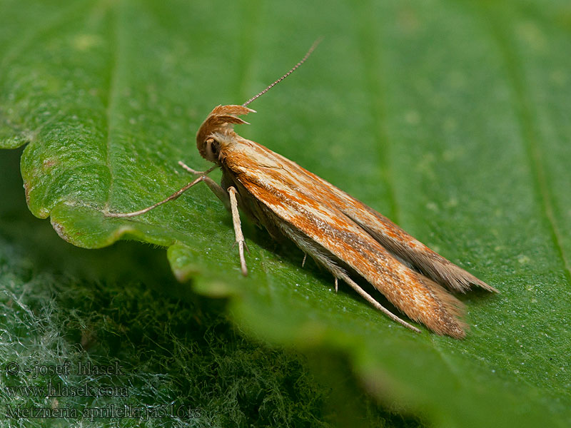 Metzneria aprilella Rödstreckad korgmal