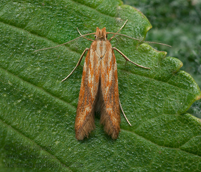 Metzneria aprilella