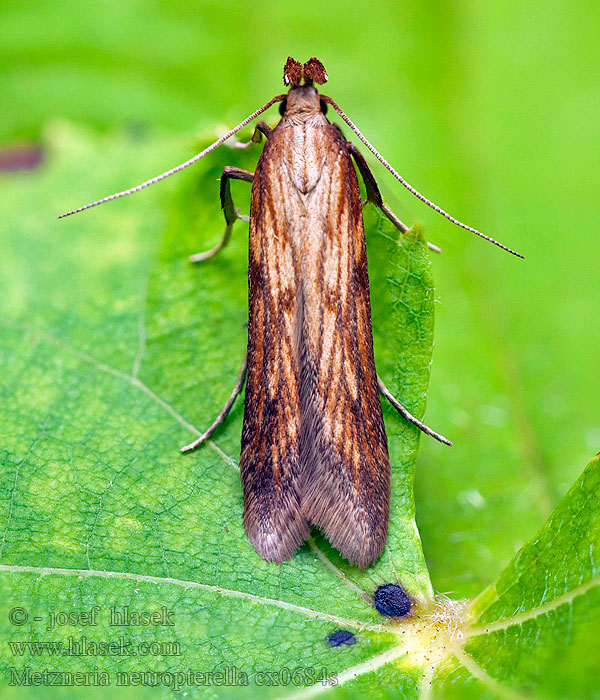 Metzneria neuropterella Моль выемчатокрылая ворсянковая