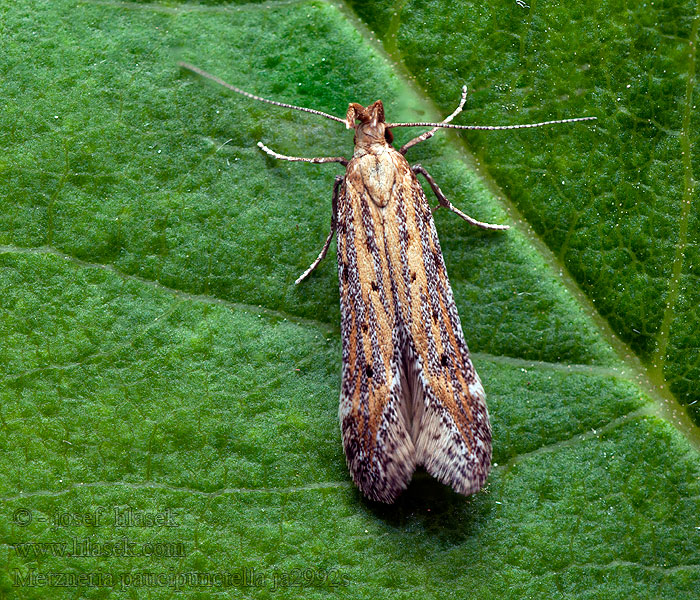 Metzneria paucipunctella Psota bodkovaná