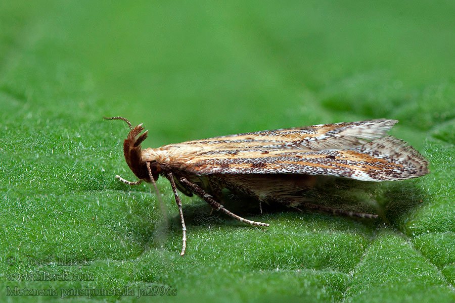 Spotted knapweed seed head moth Psota bodkovaná Metzneria paucipunctella