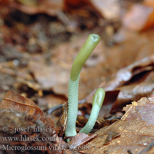 Microglossum viride Geoglossum Pazoubek zelený Green Earth Tongue Blue Gum Loop Microglosse vert Grön jordtunga Grüne Erdzunge Stielzunge Groene aardtong Grøn jordtunga Viherkieli マツバシャモジタケ Grønntunge Grønntuppkorallsopp Mикроглоссум вириде Drobnojazýček zelený