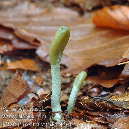 Microglossum viride Green Earth Tongue Blue Gum Loop Microglosse vert Grön jordtunga Grüne Erdzunge Stielzunge Groene aardtong Grøn jordtunga Viherkieli マツバシャモジタケ Grønntunge Grønntuppkorallsopp Mикроглоссум вириде Drobnojazýček zelený Geoglossum Pazoubek zelený