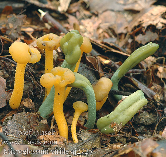 Microglossum viride Grüne Erdzunge Stielzunge Groene aardtong Grøn jordtunga Viherkieli マツバシャモジタケ Grønntunge Grønntuppkorallsopp Mикроглоссум вириде Drobnojazýček zelený Geoglossum Pazoubek zelený Green Earth Tongue Blue Gum Loop Microglosse vert Grön jordtunga