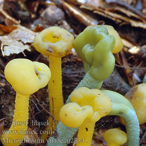 Microglossum viride マツバシャモジタケ Grønntunge Grønntuppkorallsopp Mикроглоссум вириде Drobnojazýček zelený Geoglossum Pazoubek zelený Green Earth Tongue Blue Gum Loop Microglosse vert Grön jordtunga Grüne Erdzunge Stielzunge Groene aardtong Grøn jordtunga Viherkieli