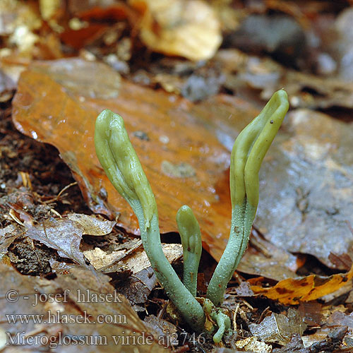 Microglossum viride Mикроглоссум вириде Drobnojazýček zelený Geoglossum Pazoubek zelený Green Earth Tongue Blue Gum Loop Microglosse vert Grön jordtunga Grüne Erdzunge Stielzunge Groene aardtong Grøn jordtunga Viherkieli マツバシャモジタケ Grønntunge Grønntuppkorallsopp