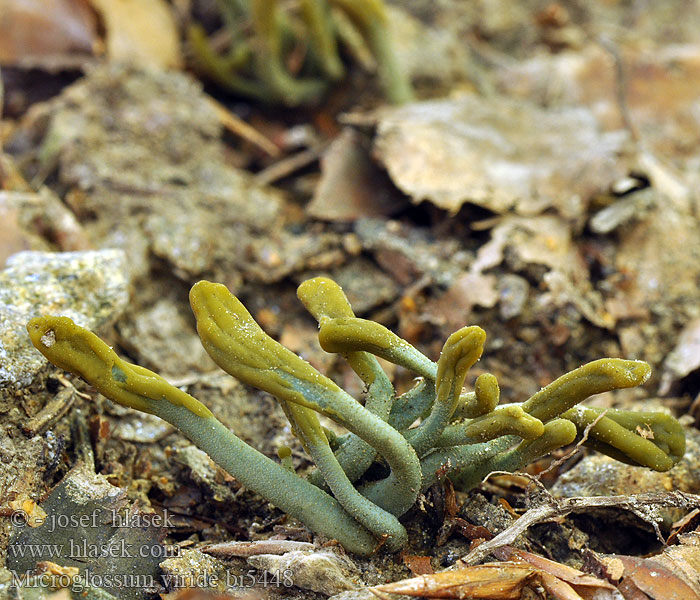 Pazoubek zelený Green Earth Tongue Blue Gum Loop Microglosse vert Grön jordtunga Grüne Erdzunge Stielzunge Groene aardtong Grøn jordtunga Viherkieli マツバシャモジタケ Grønntunge Grønntuppkorallsopp Microglossum Geoglossum viride Mикроглоссум вириде Drobnojazýček zelený