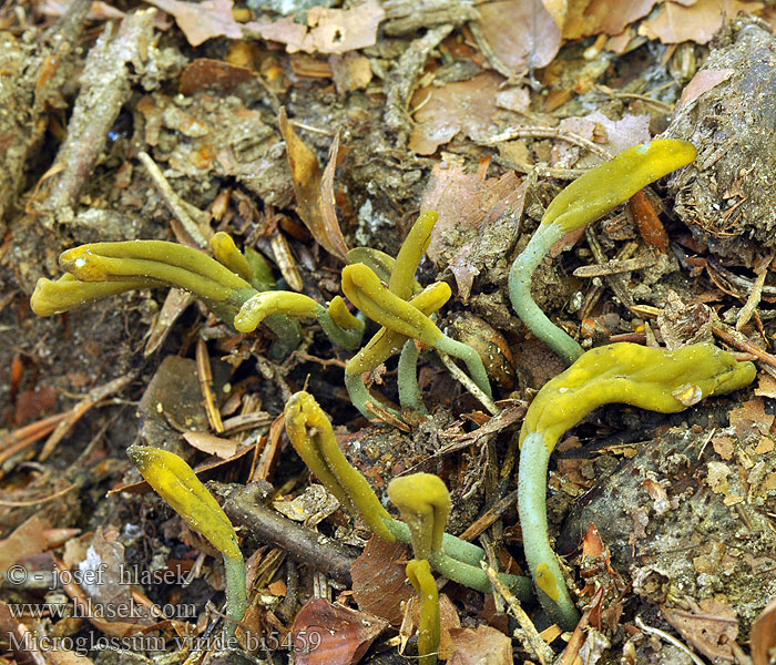 Green Earth Tongue Blue Gum Loop Microglosse vert Grön jordtunga Grüne Erdzunge Stielzunge Groene aardtong Grøn jordtunga Viherkieli マツバシャモジタケ Grønntunge Grønntuppkorallsopp Microglossum Geoglossum viride Mикроглоссум вириде Drobnojazýček zelený Pazoubek zelený