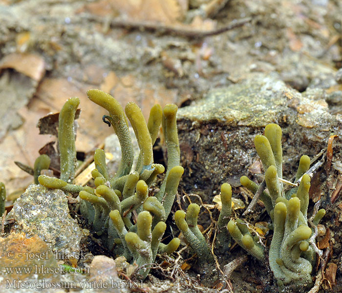 Microglosse vert Grön jordtunga Grüne Erdzunge Stielzunge Groene aardtong Grøn jordtunga Viherkieli マツバシャモジタケ Grønntunge Grønntuppkorallsopp Microglossum Geoglossum viride Mикроглоссум вириде Drobnojazýček zelený Pazoubek zelený Green Earth Tongue Blue Gum Loop