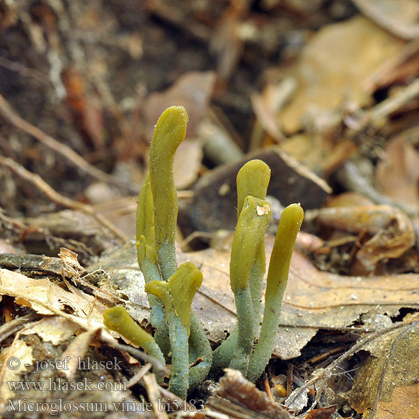 Grüne Erdzunge Stielzunge Groene aardtong Grøn jordtunga Viherkieli マツバシャモジタケ Grønntunge Grønntuppkorallsopp Microglossum Geoglossum viride Mикроглоссум вириде Drobnojazýček zelený Pazoubek zelený Green Earth Tongue Blue Gum Loop Microglosse vert Grön jordtunga