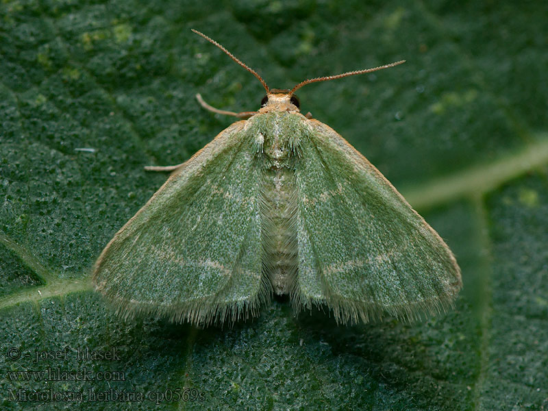 Microloxia herbaria Herb Emerald Smaragdine graminée Пяденица гербарная