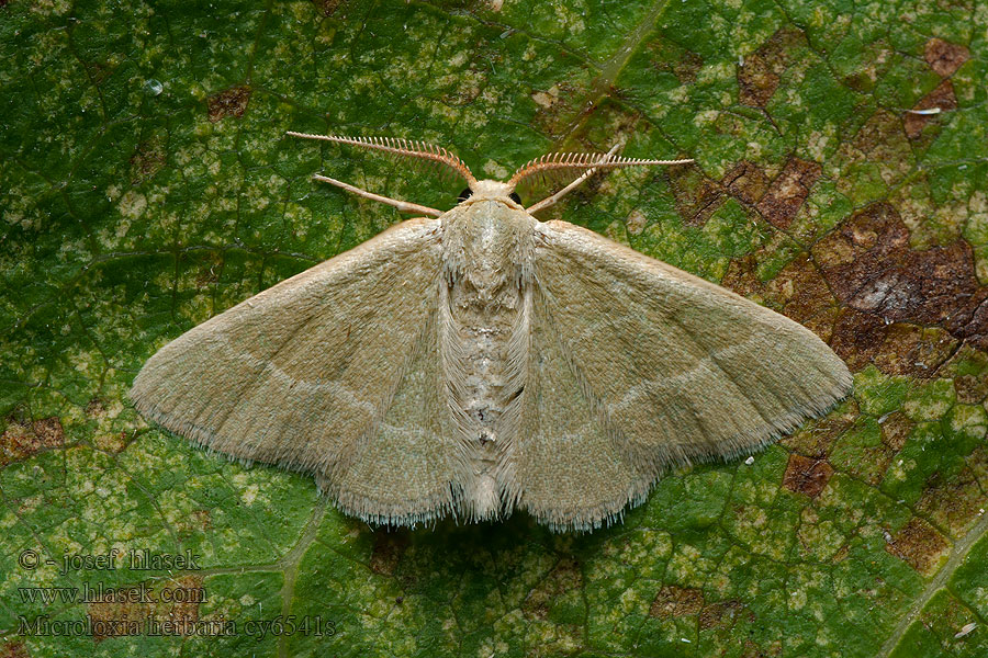 Microloxia herbaria Herb Emerald Smaragdine graminée Пяденица гербарная