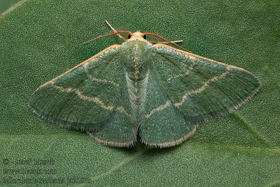 Microloxia herbaria Herb Emerald Smaragdine graminée Пяденица гербарная