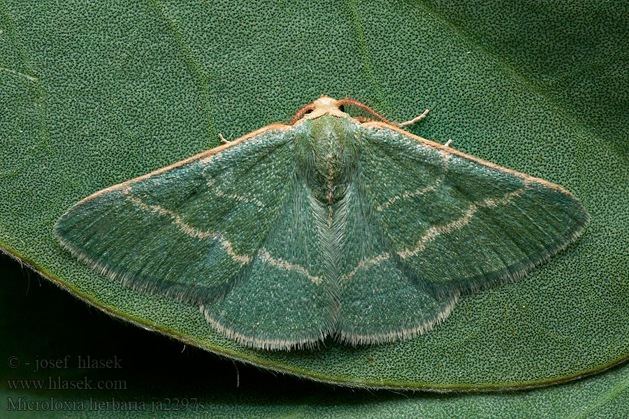 Herb Emerald Smaragdine graminée Пяденица гербарная Microloxia herbaria