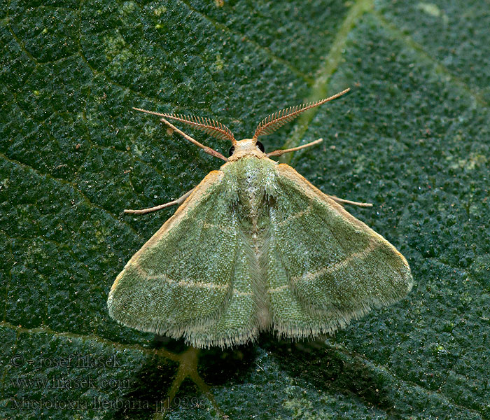 Smaragdine graminée Пяденица гербарная Microloxia herbaria