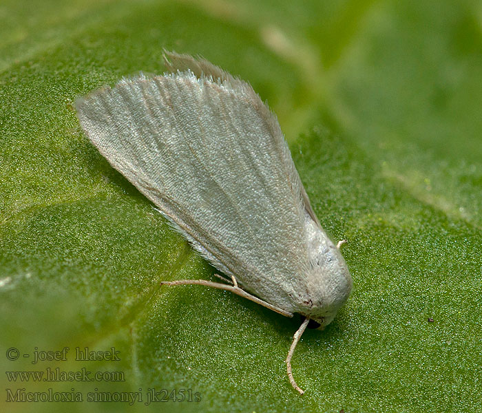 Microloxia simonyi