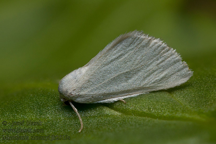 Microloxia simonyi