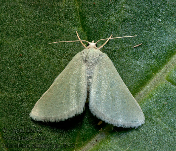 Microloxia simonyi