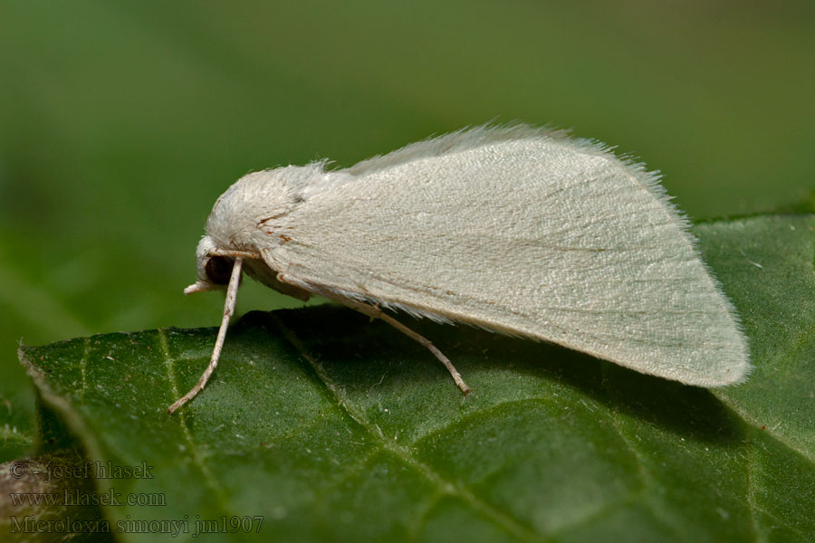 Microloxia simonyi