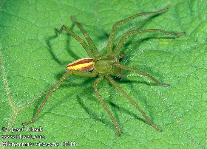 Micrommata virescens Maloočka smaragdová Grüne Huschspinne