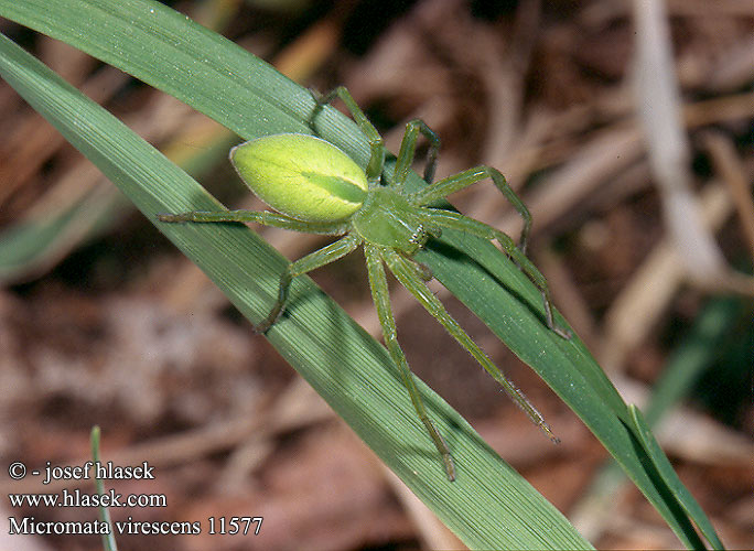 Micrommata virescens Spachacz zielonawy Микромата зеленоватая