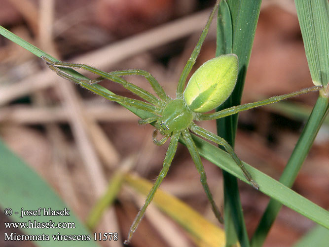 Micrommata virescens Groene jachtspin green huntsman spider